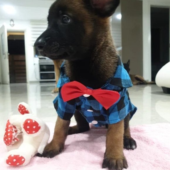 Fashion dog and cat shirts, plaid bow tie shirts. - Picture 6 of 9